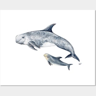 Rissos dolphin Posters and Art